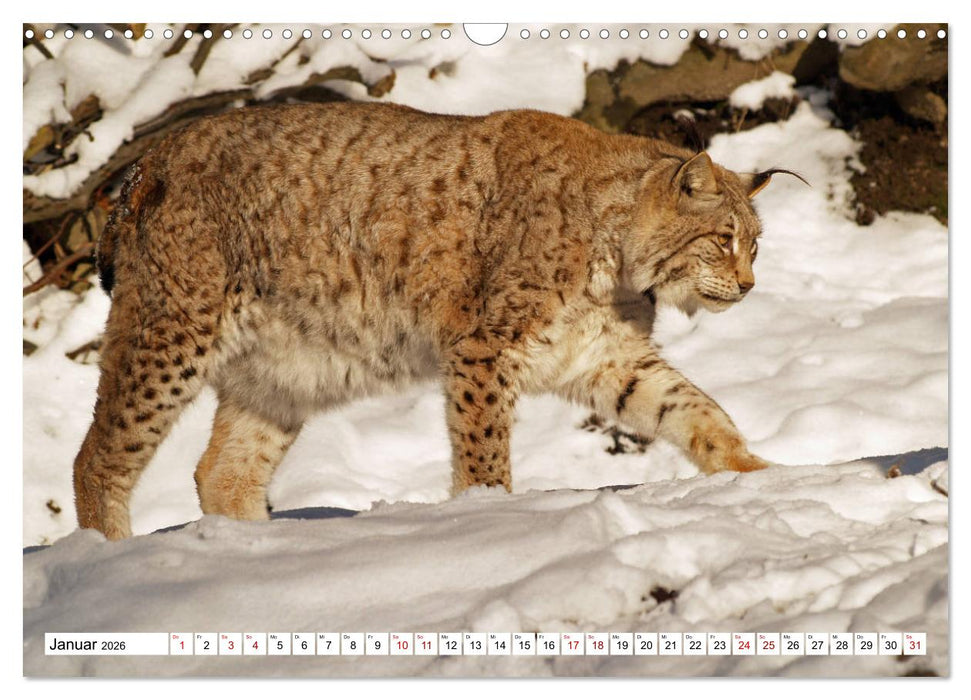 Waldtiere (CALVENDO Wandkalender 2026)