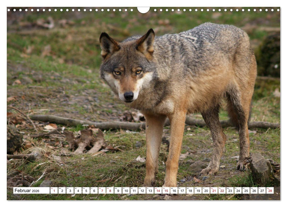 Waldtiere (CALVENDO Wandkalender 2026)