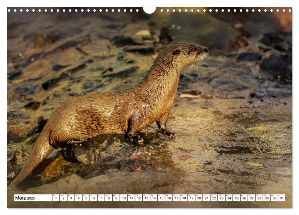 Waldtiere (CALVENDO Wandkalender 2026)