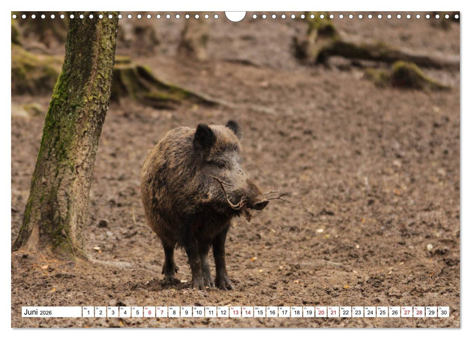 Waldtiere (CALVENDO Wandkalender 2026)