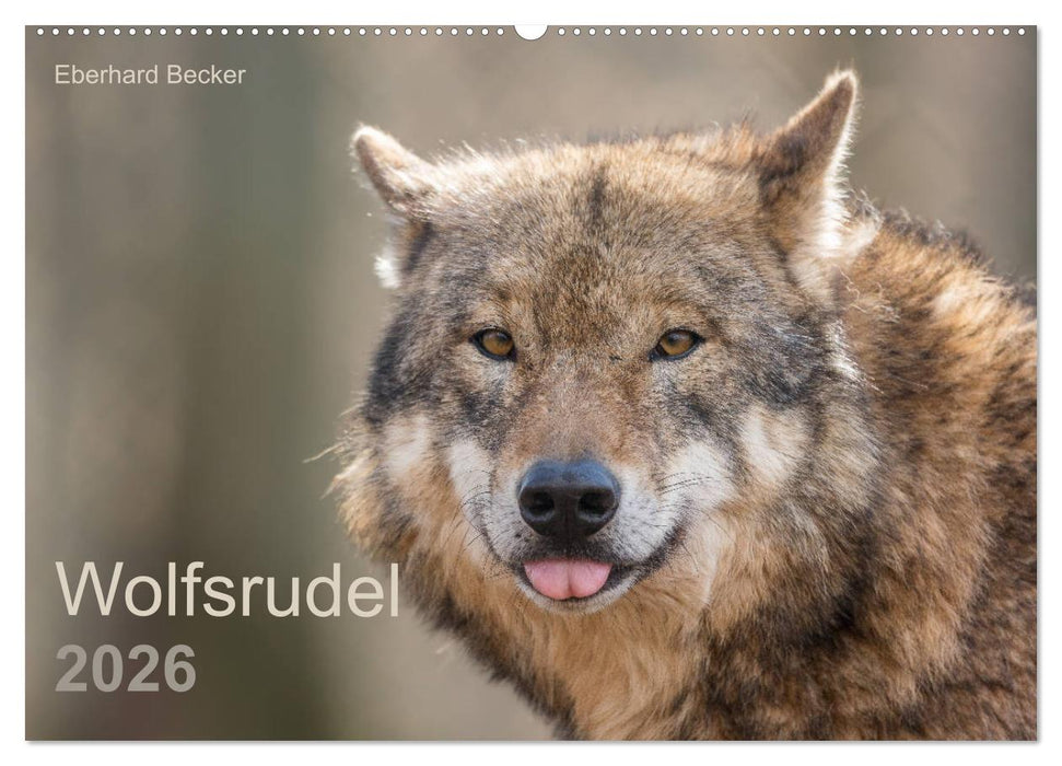 Wolfsrudel (CALVENDO Wandkalender 2026)