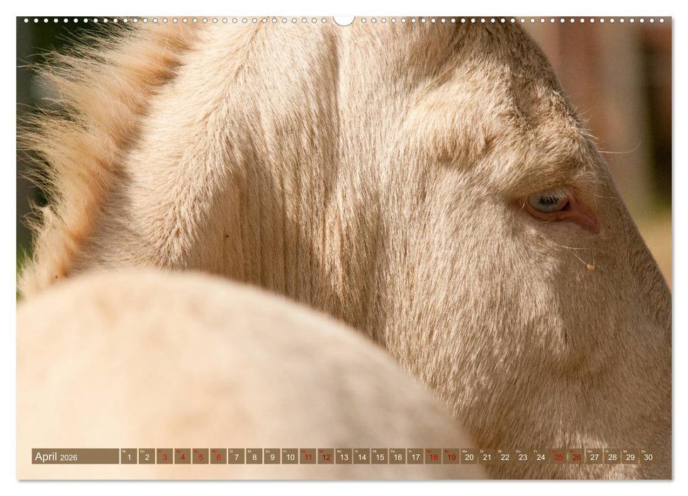 Weiße Esel - Märchenhafte Langohren (CALVENDO Premium Wandkalender 2026)