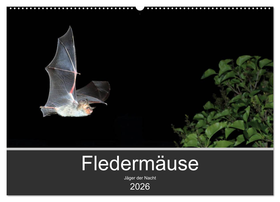 Fledermäuse - Jäger der Nacht (CALVENDO Wandkalender 2026)