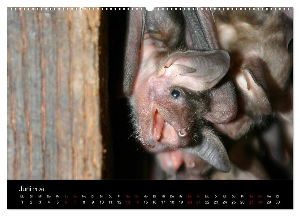 Fledermäuse - Jäger der Nacht (CALVENDO Wandkalender 2026)