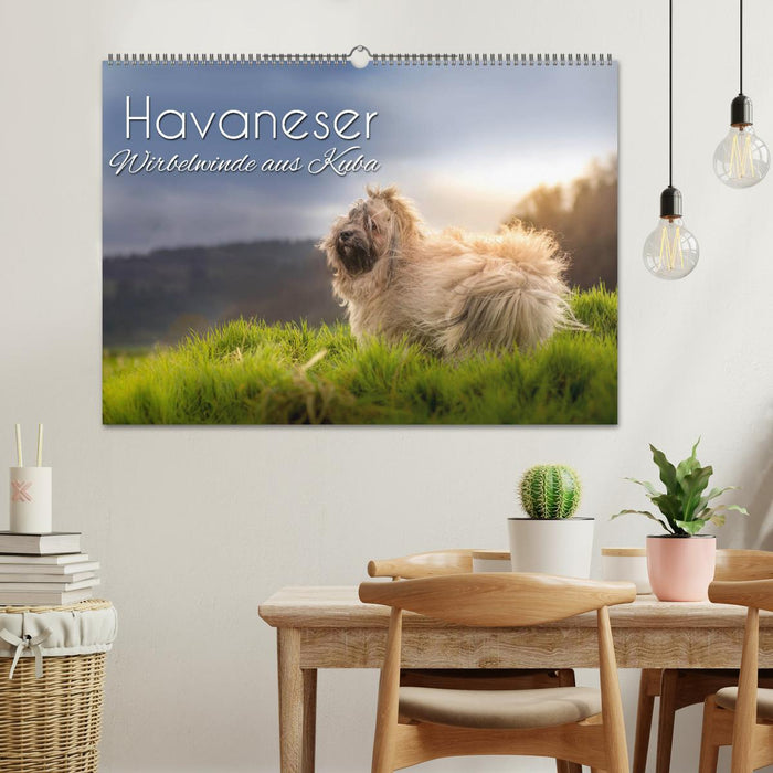 Havaneser - Wirbelwinde aus Kuba (CALVENDO Wandkalender 2026)