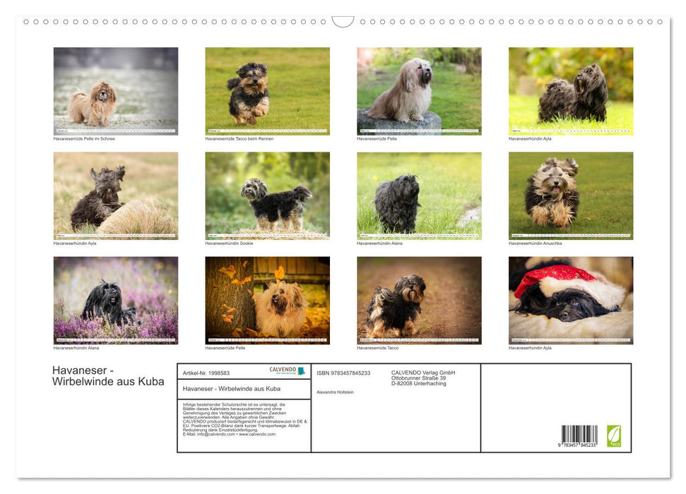 Havaneser - Wirbelwinde aus Kuba (CALVENDO Wandkalender 2026)