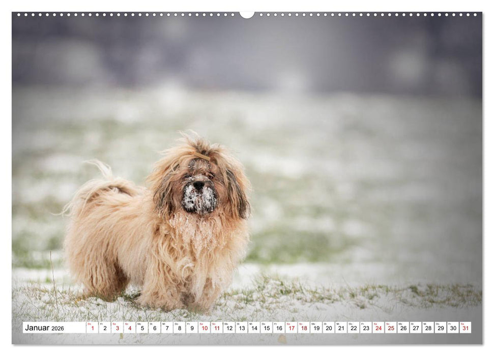 Havaneser - Wirbelwinde aus Kuba (CALVENDO Wandkalender 2026)