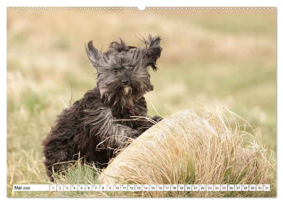 Havaneser - Wirbelwinde aus Kuba (CALVENDO Wandkalender 2026)