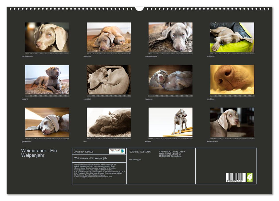 Weimaraner - Ein Welpenjahr (CALVENDO Wandkalender 2026)