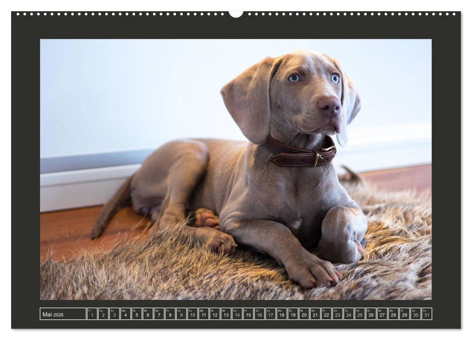 Weimaraner - Ein Welpenjahr (CALVENDO Wandkalender 2026)