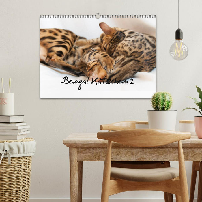 Bengal Kätzchen 2 (CALVENDO Wandkalender 2026)