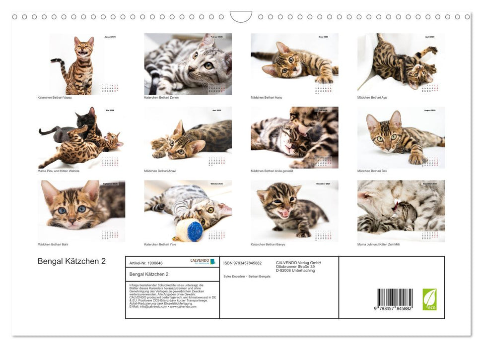 Bengal Kätzchen 2 (CALVENDO Wandkalender 2026)