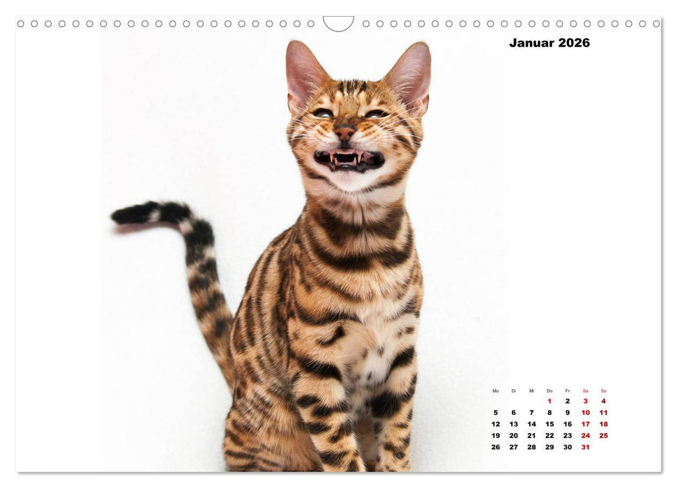 Bengal Kätzchen 2 (CALVENDO Wandkalender 2026)