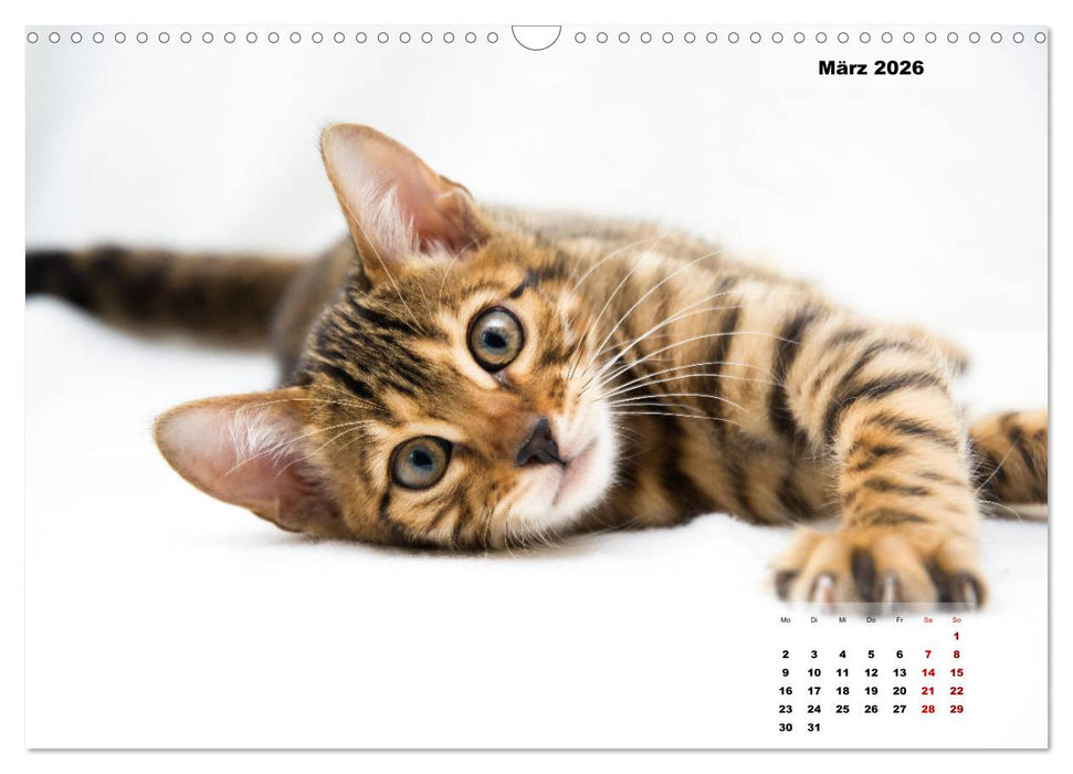 Bengal Kätzchen 2 (CALVENDO Wandkalender 2026)