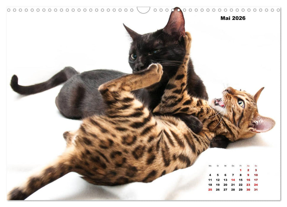 Bengal Kätzchen 2 (CALVENDO Wandkalender 2026)