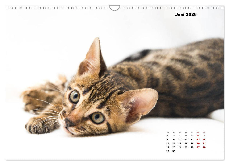 Bengal Kätzchen 2 (CALVENDO Wandkalender 2026)