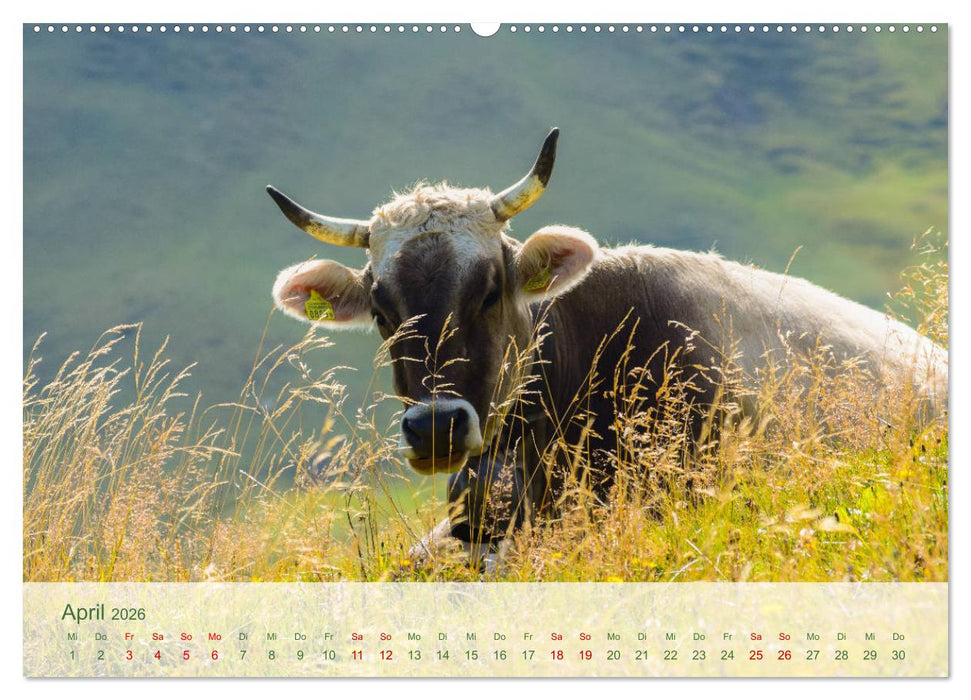 Bergstille – Momente auf der Alm (CALVENDO Wandkalender 2026)