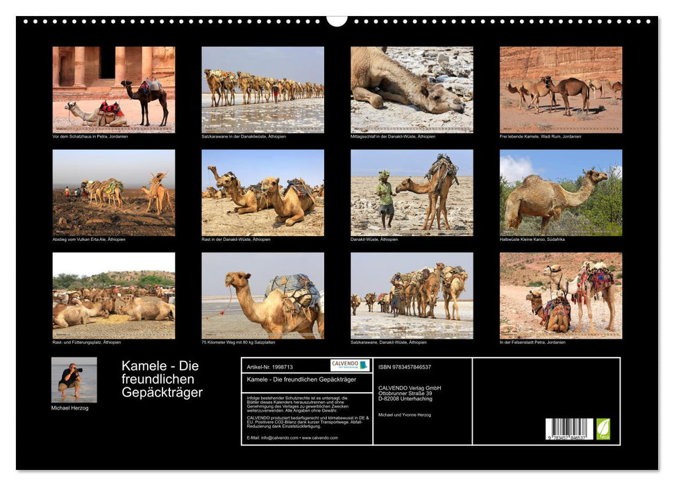 Kamele - Die freundlichen Gepäckträger (CALVENDO Wandkalender 2026)
