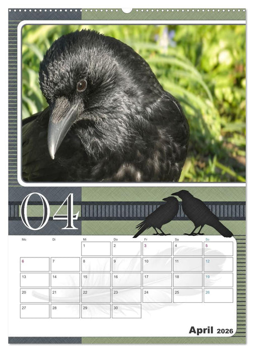 Krähen - Clever notiert! Mit Köpfchen durchs ganze Jahr (CALVENDO Wandkalender 2026)