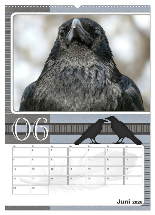 Krähen - Clever notiert! Mit Köpfchen durchs ganze Jahr (CALVENDO Wandkalender 2026)