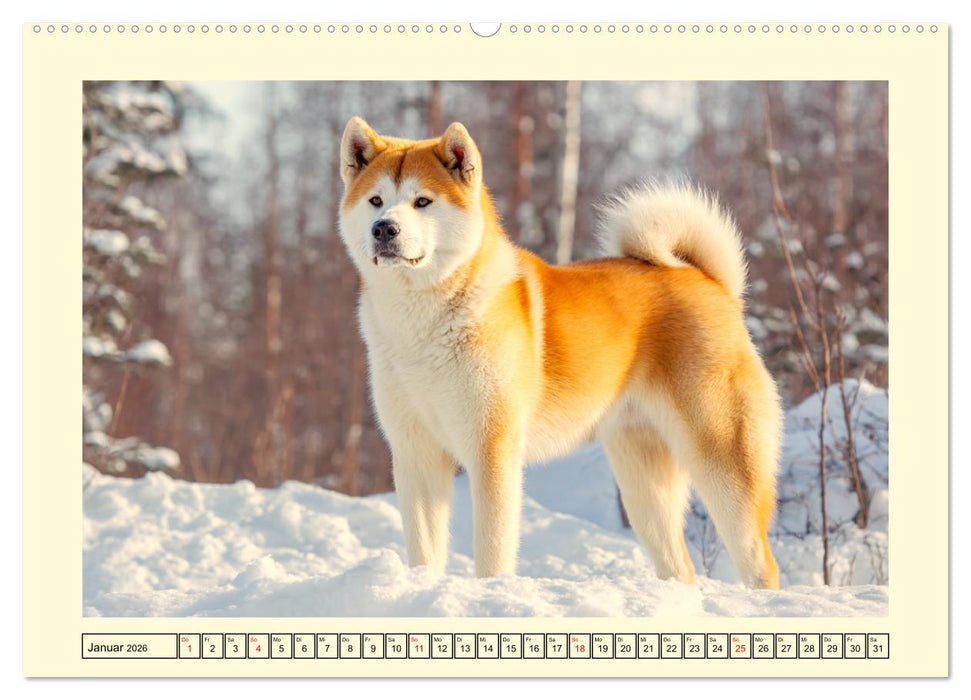 Akita Inu in der Natur. Japans edle und sanfte Schönheit (CALVENDO Wandkalender 2026)