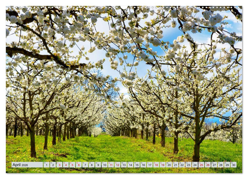 Weinregion Kaiserstuhl (CALVENDO Wandkalender 2026)