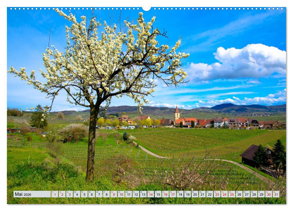 Weinregion Kaiserstuhl (CALVENDO Wandkalender 2026)