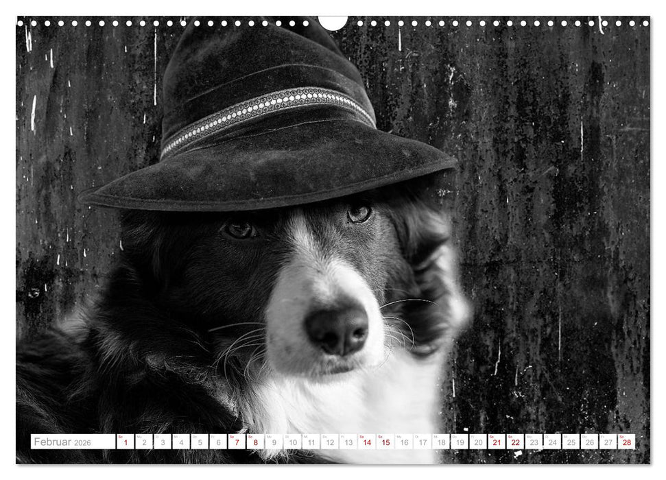 Hund trägt Hut (CALVENDO Wandkalender 2026)