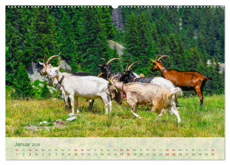Bergstille – Momente auf der Alm (CALVENDO Premium Wandkalender 2026)