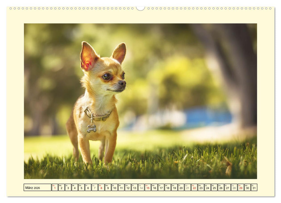 Reizende Chihuahuas. Winzige Hunde mit riesigem Ego und Grips (CALVENDO Premium Wandkalender 2026)