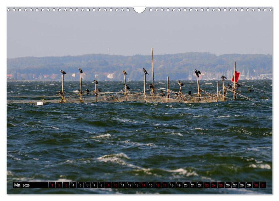Halbinsel Mönchgut - Rügens schönste Seite (CALVENDO Wandkalender 2026)