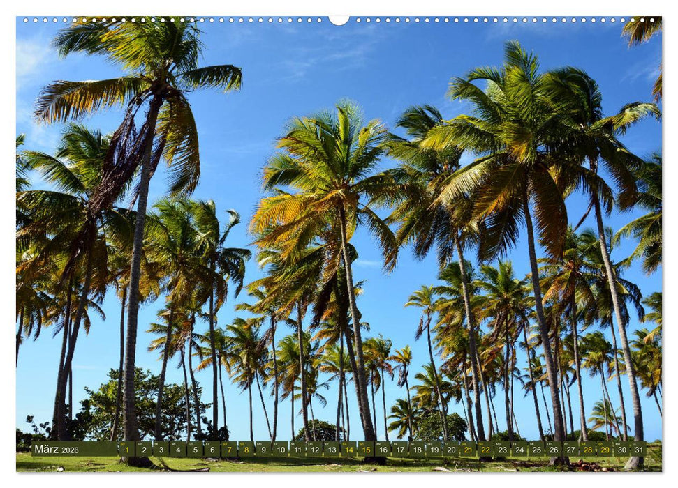 Samana - Palmen und Strände (CALVENDO Wandkalender 2026)