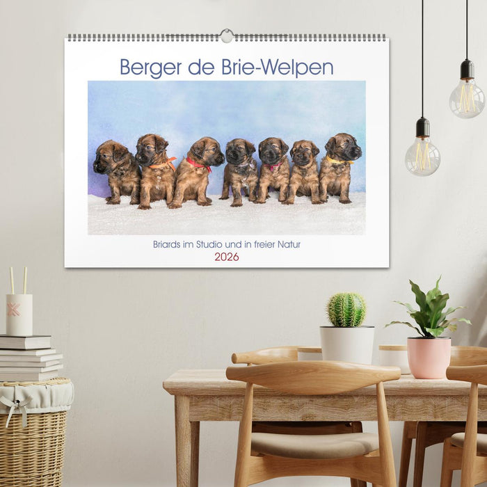 Berger de Brie - Welpen (CALVENDO Wandkalender 2026)