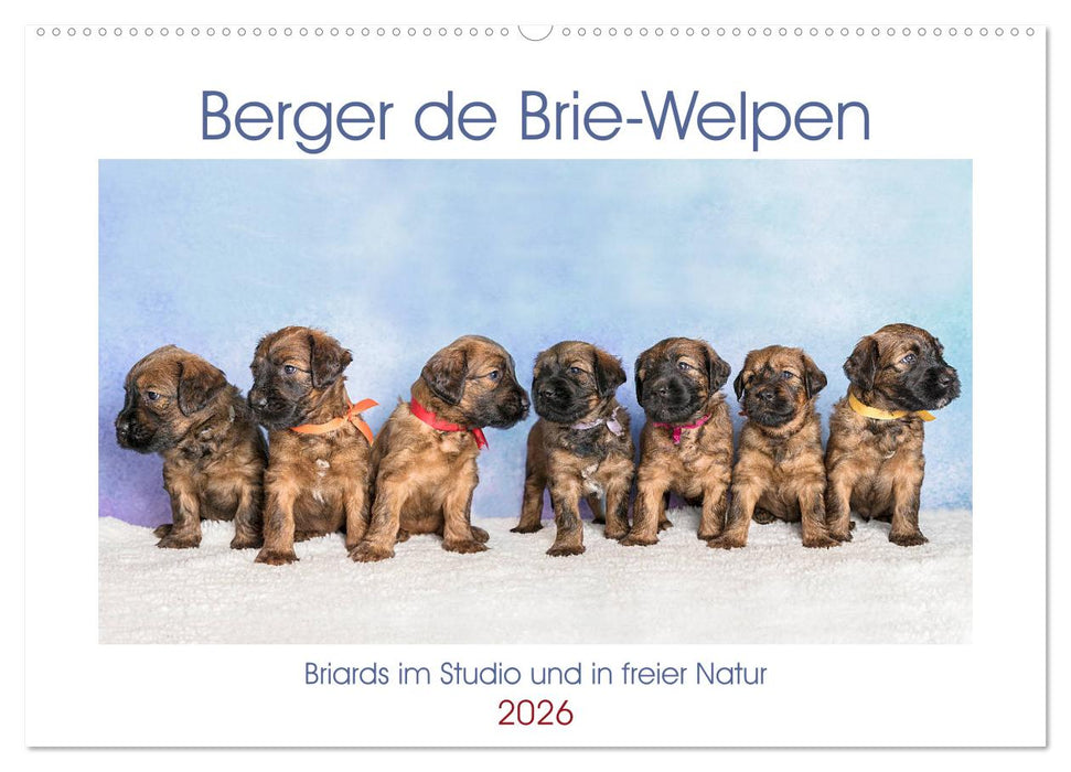 Berger de Brie - Welpen (CALVENDO Wandkalender 2026)
