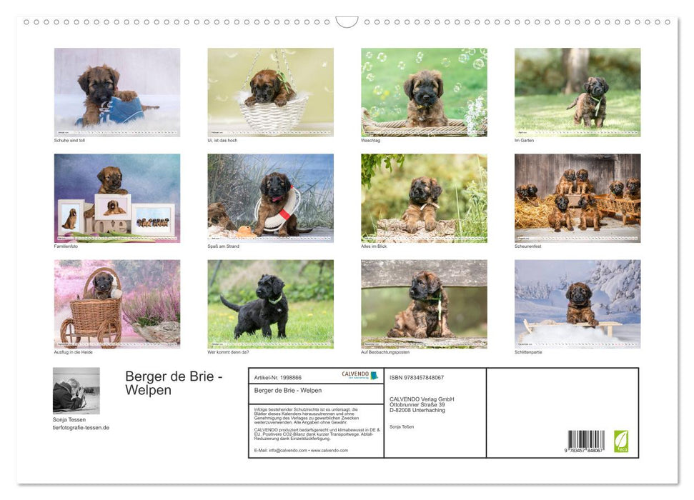 Berger de Brie - Welpen (CALVENDO Wandkalender 2026)