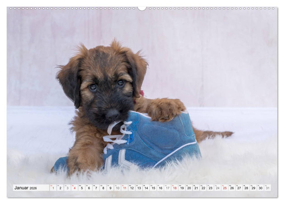 Berger de Brie - Welpen (CALVENDO Wandkalender 2026)