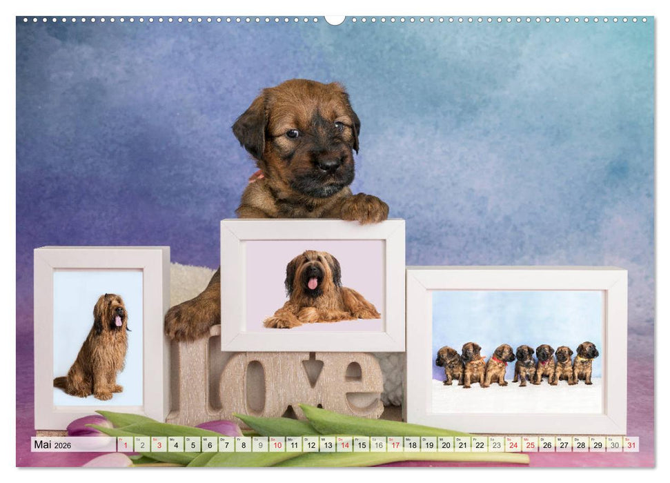 Berger de Brie - Welpen (CALVENDO Wandkalender 2026)
