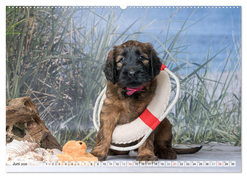 Berger de Brie - Welpen (CALVENDO Wandkalender 2026)