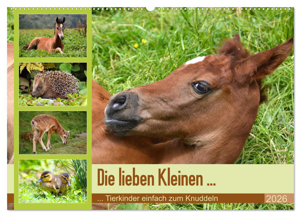 Die lieben Kleinen ... Tierkinder einfach zum Knuddeln (CALVENDO Wandkalender 2026)