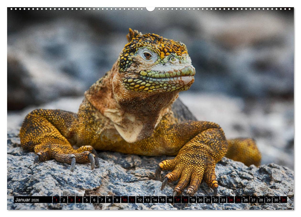 Traumwelt Ecuador (CALVENDO Wandkalender 2026)