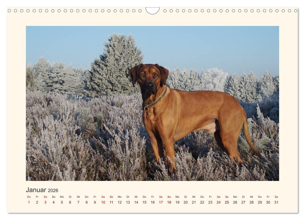 Rhodesian Ridgeback Power aus Südafrika (CALVENDO Wandkalender 2026)