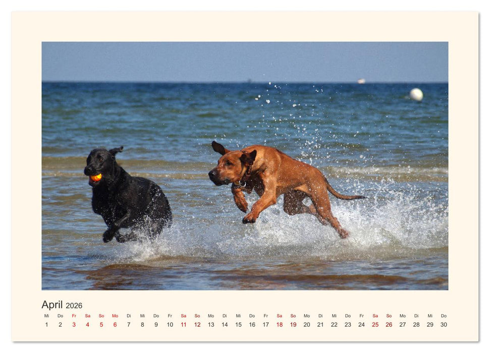 Rhodesian Ridgeback Power aus Südafrika (CALVENDO Wandkalender 2026)