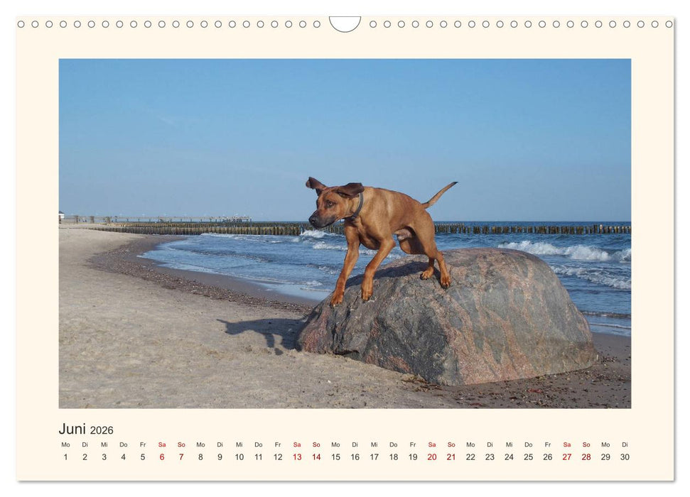 Rhodesian Ridgeback Power aus Südafrika (CALVENDO Wandkalender 2026)