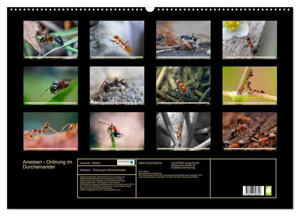 Ameisen - Ordnung im Durcheinander (CALVENDO Wandkalender 2026)