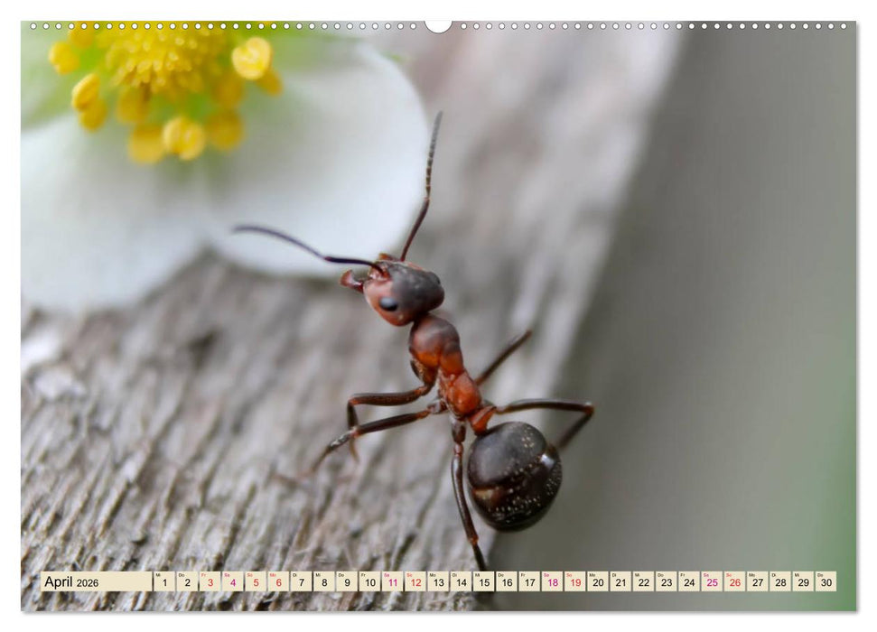 Ameisen - Ordnung im Durcheinander (CALVENDO Wandkalender 2026)