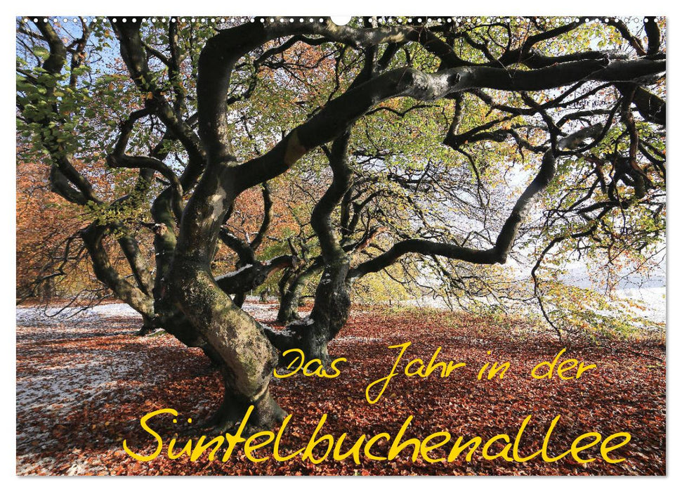 Das Jahr in der Süntelbuchenallee (CALVENDO Wandkalender 2026)