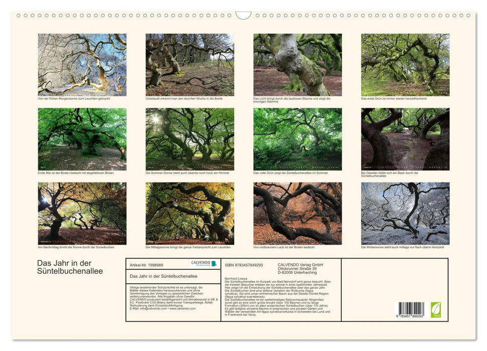 Das Jahr in der Süntelbuchenallee (CALVENDO Wandkalender 2026)