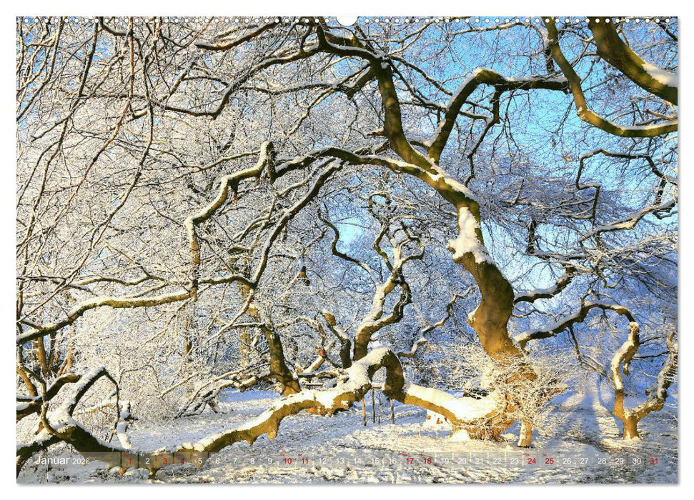 Das Jahr in der Süntelbuchenallee (CALVENDO Wandkalender 2026)