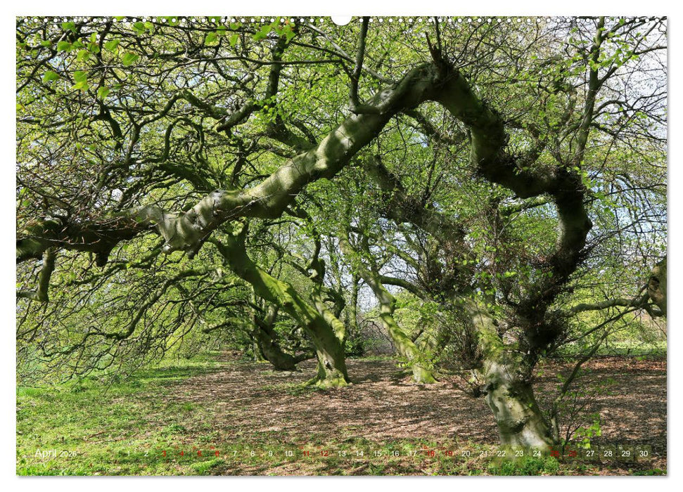 Das Jahr in der Süntelbuchenallee (CALVENDO Wandkalender 2026)
