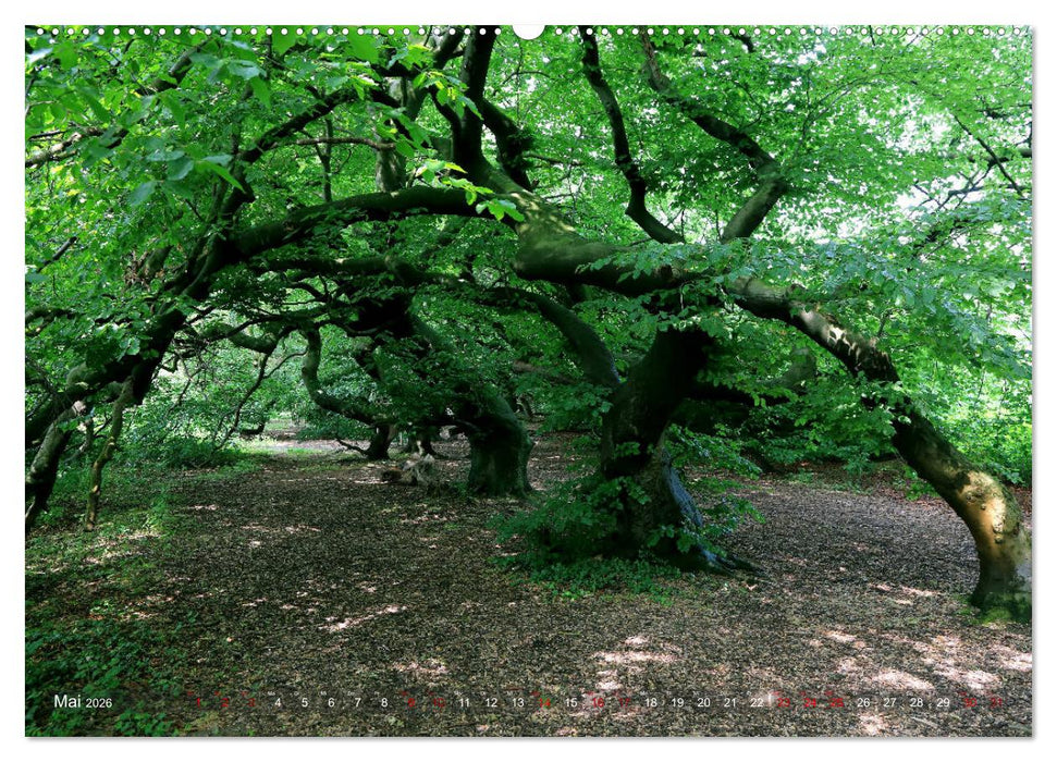 Das Jahr in der Süntelbuchenallee (CALVENDO Wandkalender 2026)